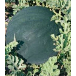 Pepene verde szigetsepi