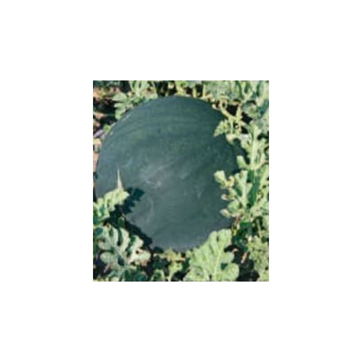 Pepene verde szigetsepi
