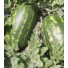 Seminte de pepene verde Zodiak F1