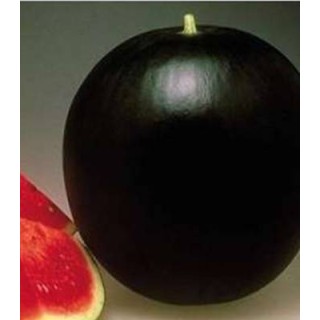 Seminte de pepene verde CRX 10112 F1
