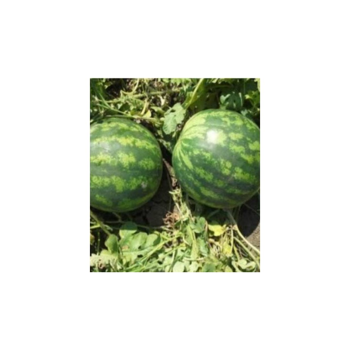 Seminte de pepene verde Sunsweet F1