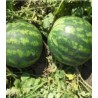 Seminte de pepene verde Sunsweet F1