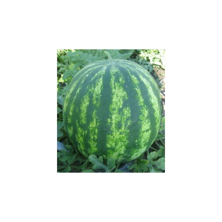 Seminte de pepene verde Furia F1 