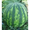 Seminte de pepene verde Furia F1 