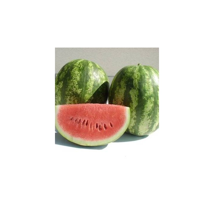 Seminte de pepene Lentus F1 ZKI