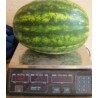 Seminte de pepene verde Sultan F1