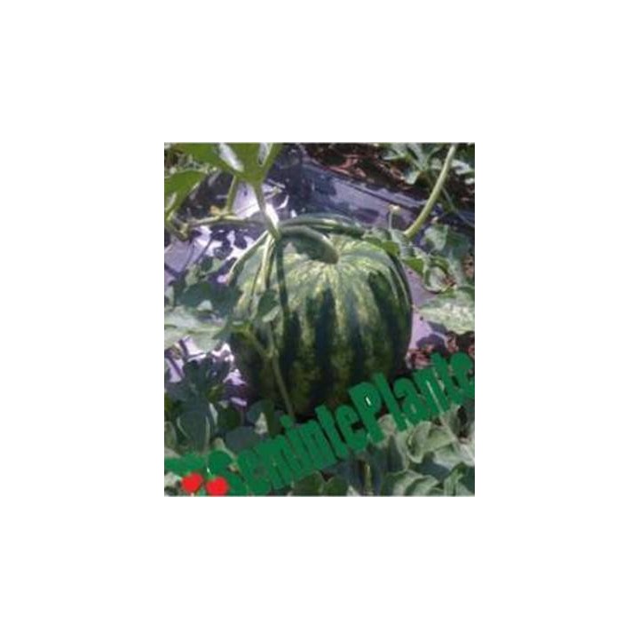 Seminte de pepene verde Crimson Glory F1