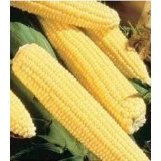 Porumb zaharat GSS 5649 F1, pachet de 100.000 de seminte