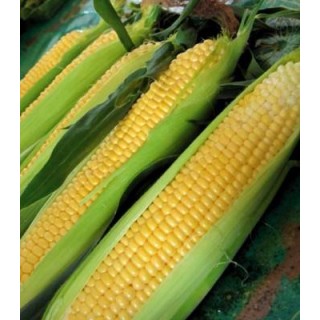 Seminte de porumb zaharat Sheba F1, Seminis