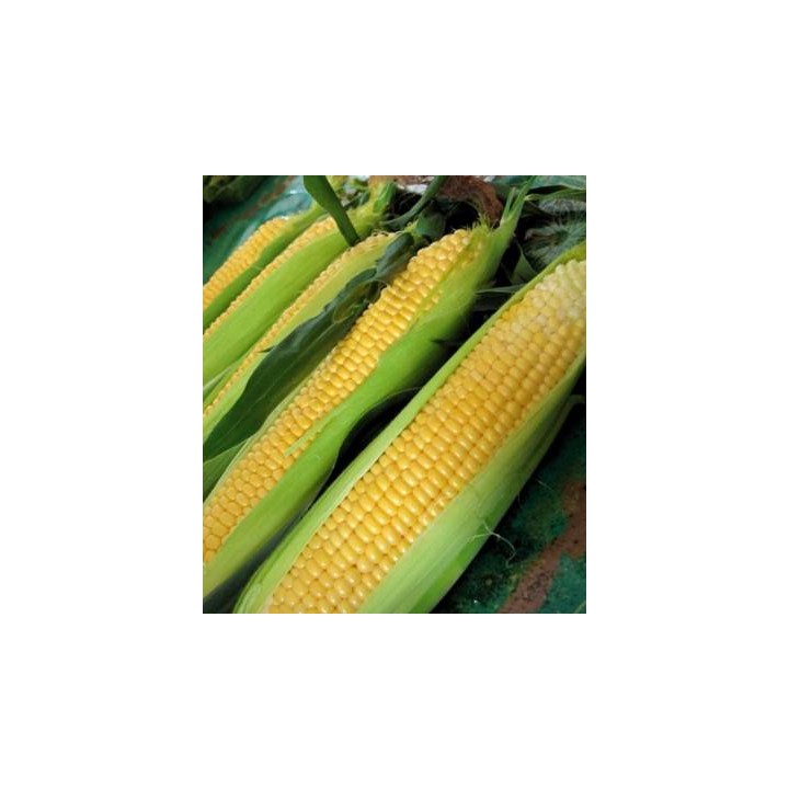Seminte de porumb zaharat Sheba F1, Seminis