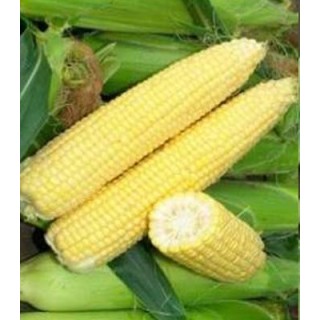 Seminte Signet F1, Seminis