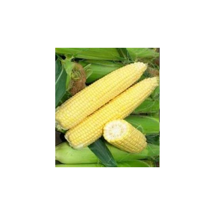 Seminte Signet F1, Seminis