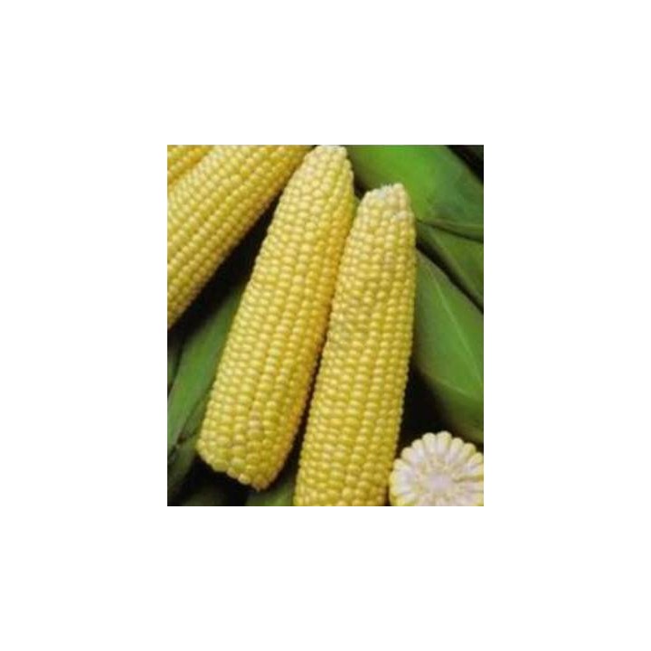 Seminte Shimmer F1, Seminis