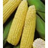 Seminte Shimmer F1, Seminis