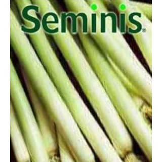 Seminte de praz Varna (50 gr)