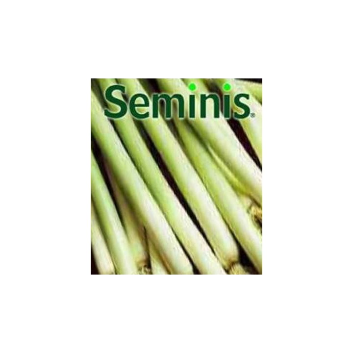 Seminte de praz Varna (50 gr)