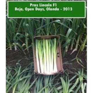 Seminte de praz Lincoln