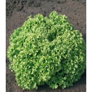 Seminte de salata creata Estrosa