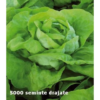 Seminte de salata Mafalda, drajate, pentru cultura de toamna
