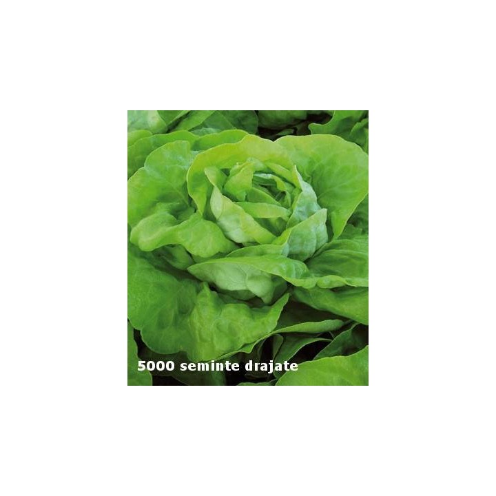 Seminte de salata Mafalda, drajate, pentru cultura de toamna