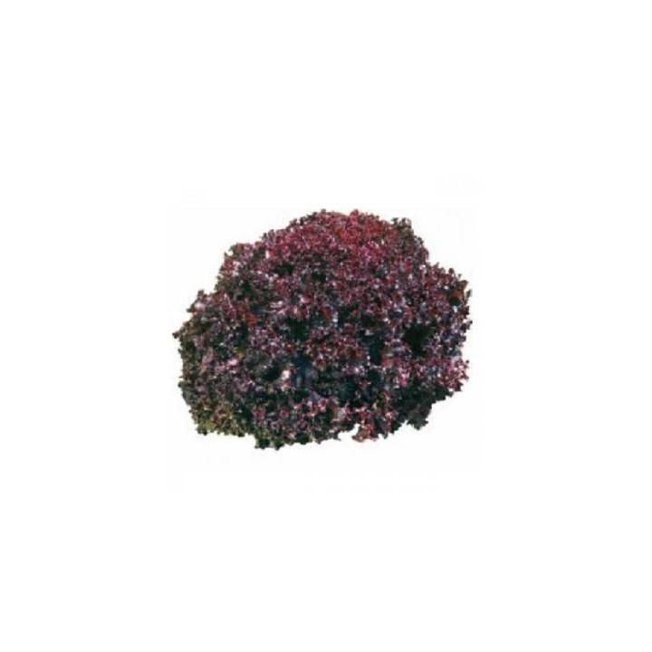 Seminte de salata Sanguine