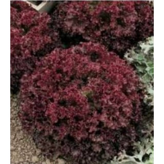 Seminte de salata lollo rosa Spectation