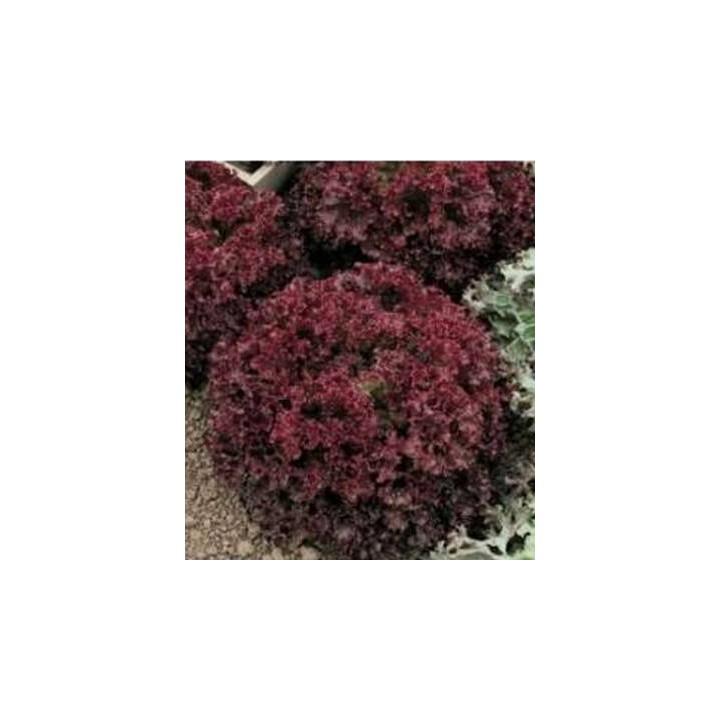 Seminte de salata lollo rosa Spectation