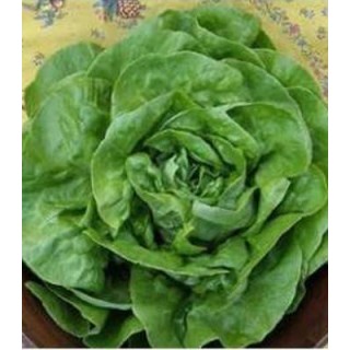 Seminte de salata Gardia