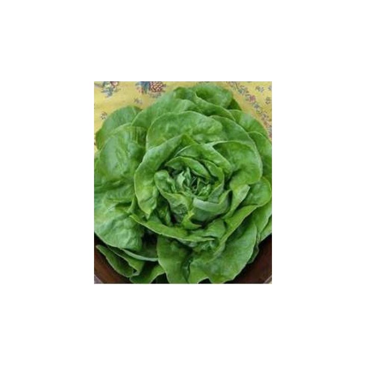 Seminte de salata Gardia