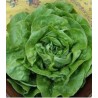 Seminte de salata Gardia