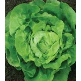 Seminte de salata Lobela, 5 grame
