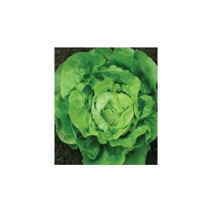 Seminte de salata Lobela, 5 grame