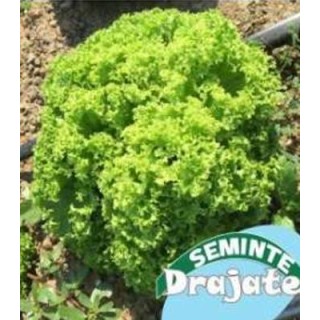 Seminte de salata Dabi