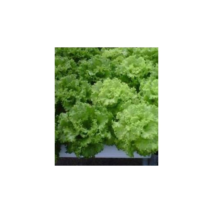 Seminte de salata tip Batavia, Euribel