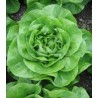 Seminte de salata Aletta RZ