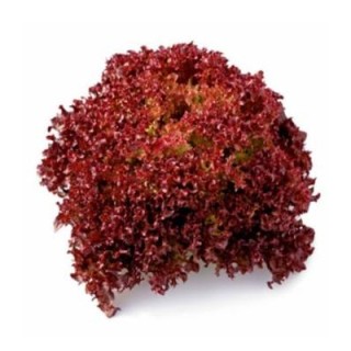 Seminte de Salata Satine RZ