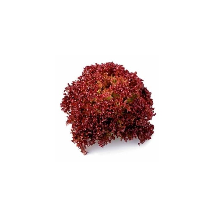 Seminte de Salata Satine RZ