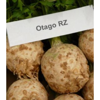 Seminte de telina de radacina Otago RZ drajata