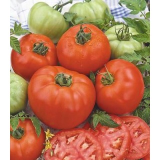 Seminte de tomate Sandor F1