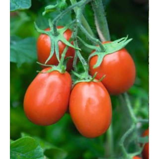 Seminte de tomate Torquay F1