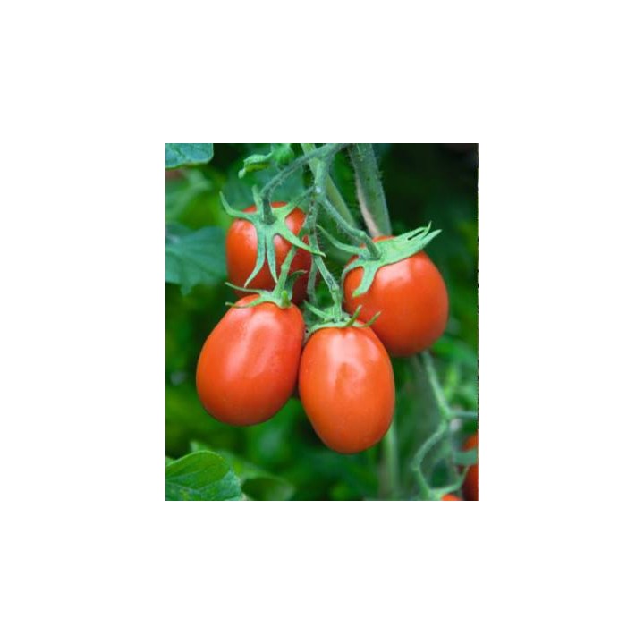Seminte de tomate Torquay F1