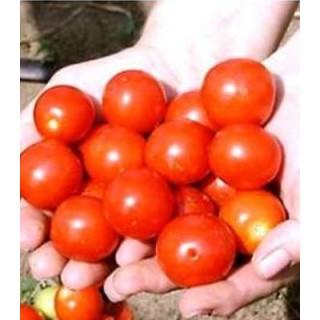 Seminte de tomate cherry Ricoco F1