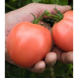 Seminte de tomate roz Torbay F1