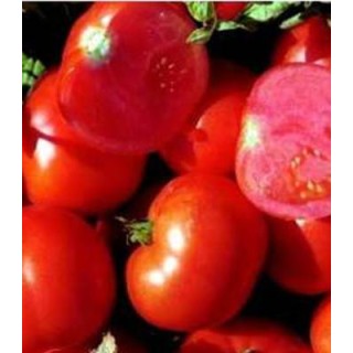 Seminte de tomate determinate Townsville F1 - olandeze