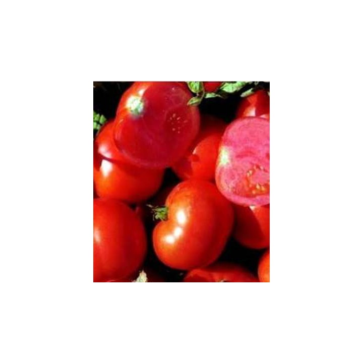 Seminte de tomate determinate Townsville F1 - olandeze