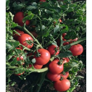 Seminte de tomate Sultan F1