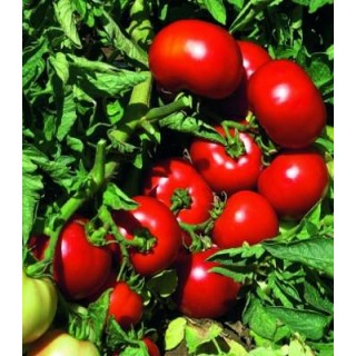 Seminte de tomate Volna F1