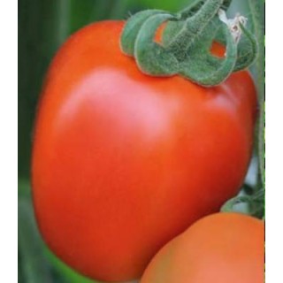 Seminte de tomate Benito F1 prunisoare