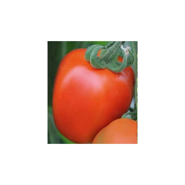 Seminte de tomate Benito F1 prunisoare