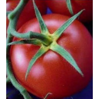 Seminte de tomate Alexandrie F1 Service Plus